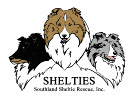 Shelties t-shirt design - click for more information