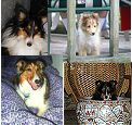 Sheltie Note cards assortment