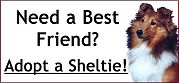 " Need a Best Friend? Adopt a Sheltie"